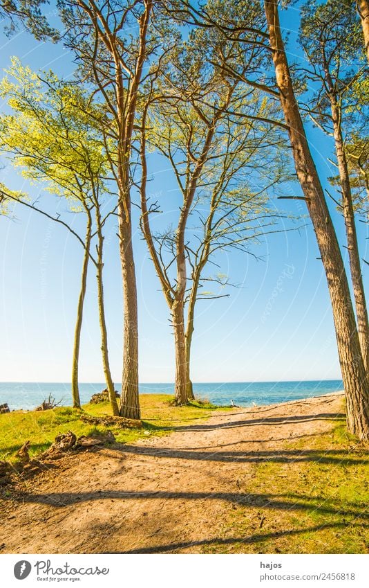 Ostseeküste in Polen Ferien & Urlaub & Reisen Strand Sand Baum Riff Tourismus Düne Bäume Meer blau Himmel Weitblick natürli Orchzechowo Naturschutzgebiet Sommer