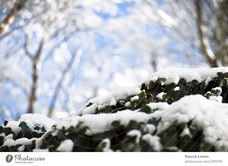 Last Christmas schön Winter Schnee Umwelt Natur Pflanze Urelemente Luft Wetter Wald frisch kalt blau weiß Stimmung ästhetisch Erholung Freiheit Freizeit & Hobby
