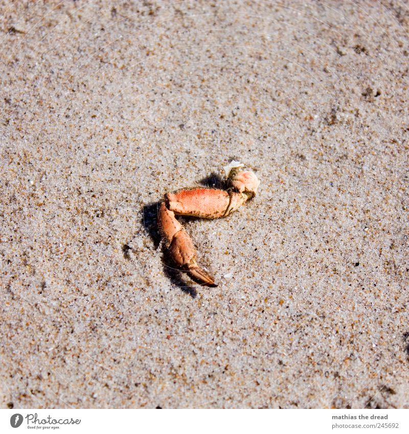 DÄNEMARK - IV Umwelt Natur Landschaft Sand Schönes Wetter Strand Tier trist trocken Körperteile Beine Schere Krabbe Tod Strandgut rot Farbfoto Gedeckte Farben