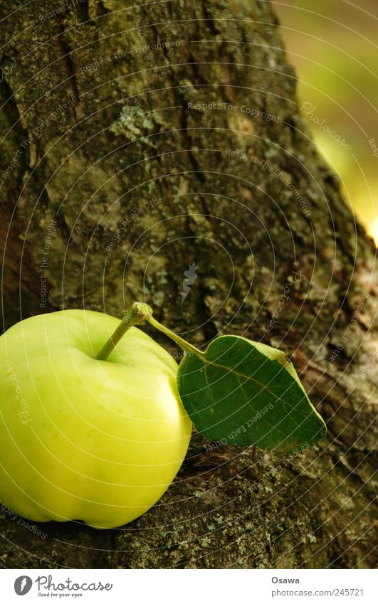 Apfel Lebensmittel Bioprodukte Natur Pflanze Baum Blatt Nutzpflanze Baumstamm Baumrinde Gesundheit grün frisch Vitamin braun Strukturen & Formen Farbfoto