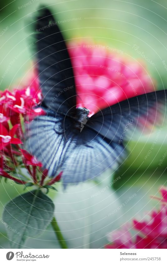 Butterfliege Sommer Umwelt Natur Schönes Wetter Pflanze Blume Blatt Blüte Garten Park Wiese Tier Schmetterling 1 fliegen exotisch Geschwindigkeit schwarz