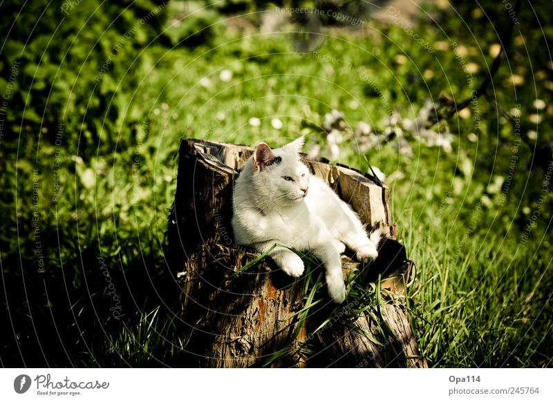 Der König thront Umwelt Natur Landschaft Pflanze Tier Sonnenlicht Sommer Wetter Schönes Wetter Gras Grünpflanze Garten Park Wiese Haustier Katze 1 Holz