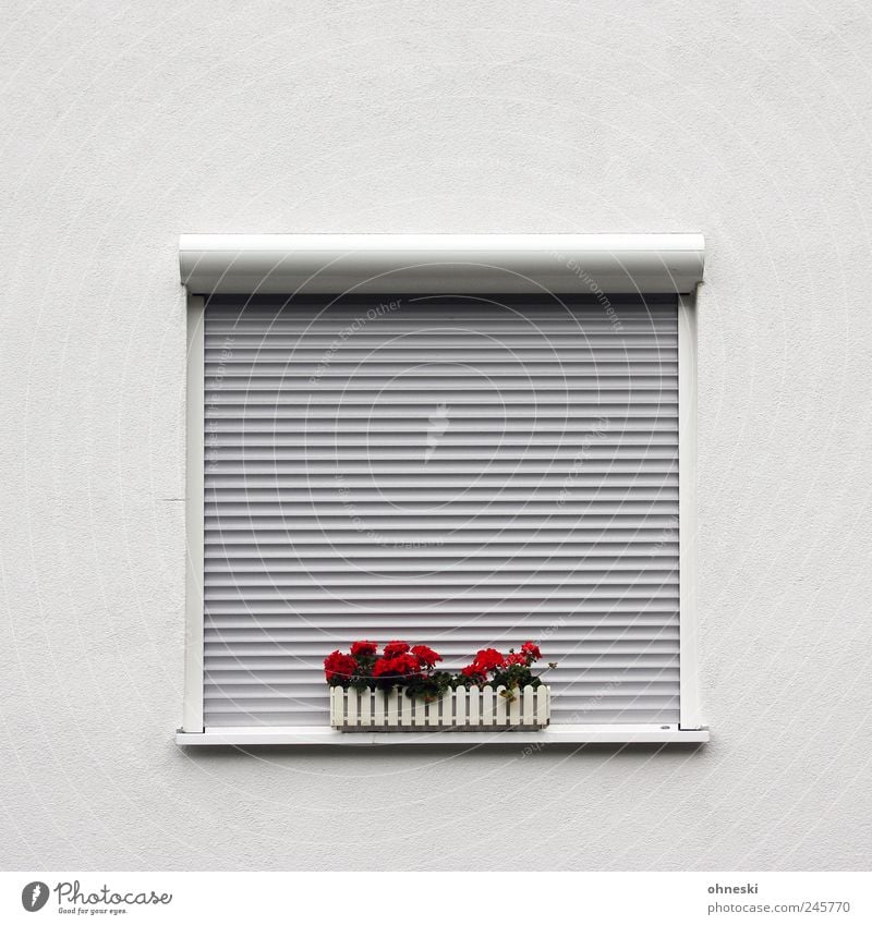 Aufsteh´n! Blume Pelargonie Haus Einfamilienhaus Mauer Wand Fassade Fenster rot Müdigkeit Einsamkeit Ordnung Jalousie geschlossen schlafen Blumenkasten Farbfoto