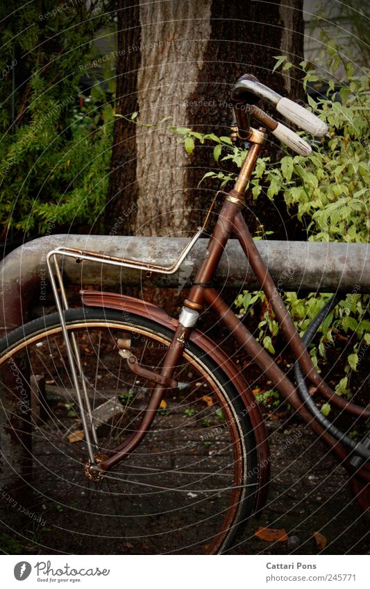 chameleon-bike Freizeit & Hobby Ausflug Pflanze Baum Sträucher stehen alt dreckig dunkel dünn trashig Rost anlehnen Einsamkeit Fahrrad braun Verkehrsmittel