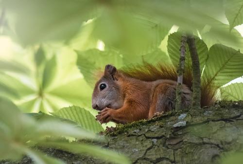 Fressendes Eichhörnchen im sonnigen Baum Ernährung Essen Natur Tier Sonne Sonnenlicht Schönes Wetter Blatt Wald Wildtier Tiergesicht Fell Krallen Pfote Schwanz