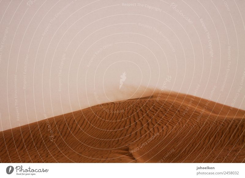 Wellenkamm Umwelt Sand Luft Wolkenloser Himmel Wind Wüste Sahara Afrika Menschenleer Linie dehydrieren trocken gelb orange Warmherzigkeit Durst Düne Sandsturm