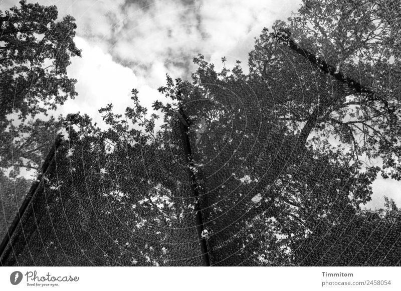 Baumkathedrale Umwelt Natur Pflanze Himmel Wolken Schönes Wetter Park Wald grau schwarz weiß Gefühle hoch Sonnenschirm Muster Doppelbelichtung Respekt
