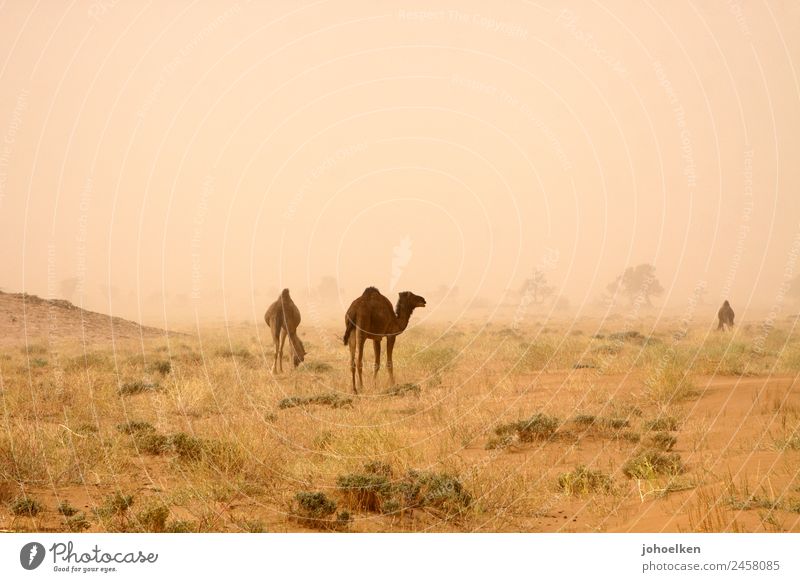 Apocalypse Now Sand Sturm Wärme Dürre Rucola Wüste Sahara Afrika Menschenleer Tier Nutztier Dromedar Kamel 3 Tiergruppe Fressen stehen dehydrieren bedrohlich