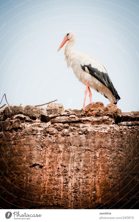 Storch Tier Vogel 1 stehen Beginn ästhetisch Einsamkeit Hoffnung Kindheit Natur ruhig stagnierend Umwelt Umweltverschmutzung Umweltschutz Wandel & Veränderung