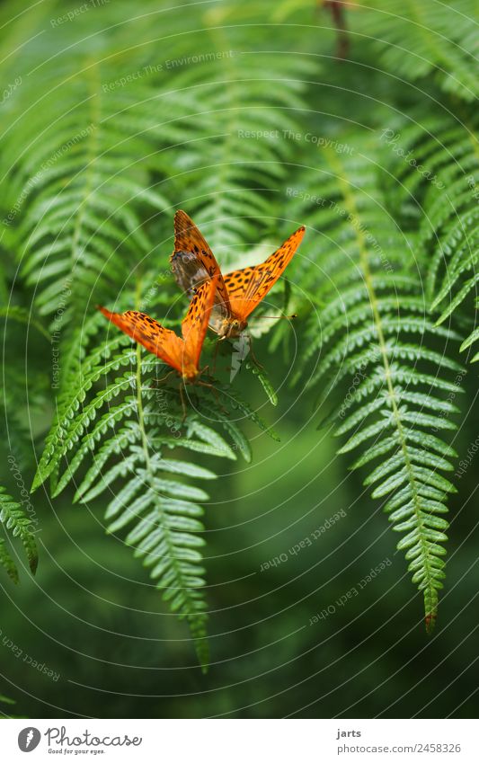 zwei kaisermantel auf einem farn Sommer Farn Wald Wildtier Schmetterling 2 Tier Tierpaar Liebe exotisch schön grün orange Sympathie Zusammensein Tierliebe
