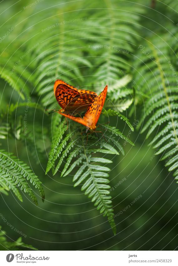 zwei kaisermantel Pflanze Tier Sommer Schönes Wetter Farn Wald Schmetterling 2 Tierpaar sitzen Glück schön natürlich grün orange Natur Zuneigung Kaisermantel