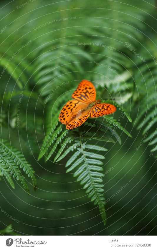 beauty I Pflanze Tier Farn Wald Wildtier Schmetterling 1 sitzen elegant exotisch frei schön natürlich grün orange Natur Kaisermantel Farbfoto Außenaufnahme