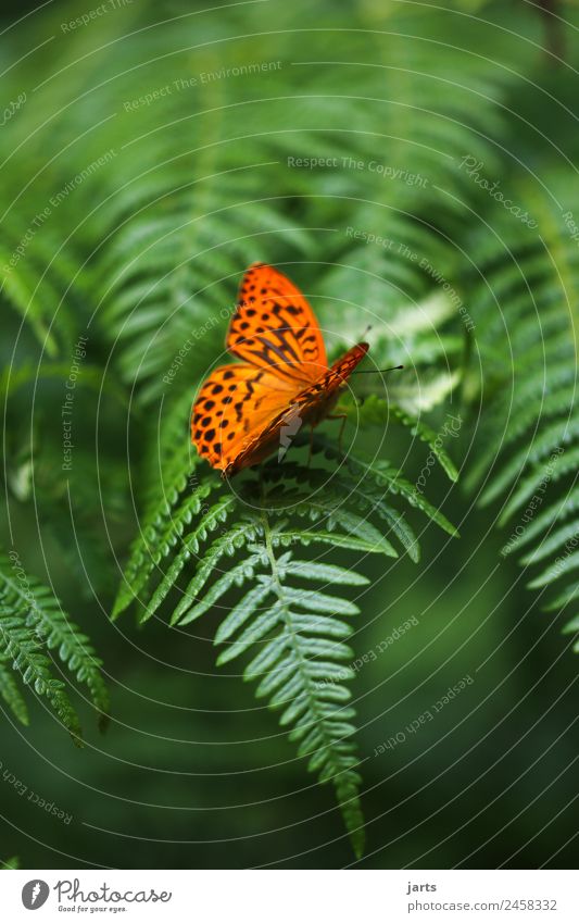 beauty II Pflanze Tier Schönes Wetter Farn Wald Wildtier Schmetterling 1 sitzen schön grün orange Natur Kaisermantel Farbfoto mehrfarbig Außenaufnahme