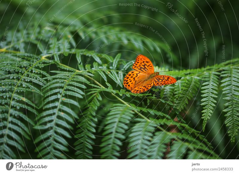 lieblingstier Pflanze Tier Frühling Sommer Schönes Wetter Farn Wald Wildtier Schmetterling 1 sitzen schön natürlich grün orange Gelassenheit ruhig Natur
