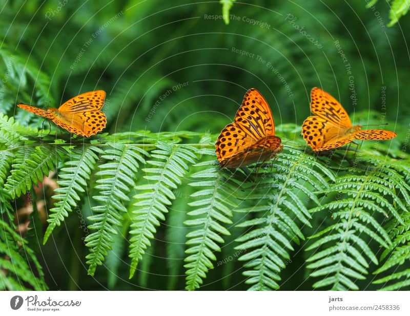 zu dritt Pflanze Tier Sommer Schönes Wetter Farn Wald Wildtier Schmetterling 3 Tiergruppe sitzen exotisch frei schön grün orange Treue Natur Kaisermantel