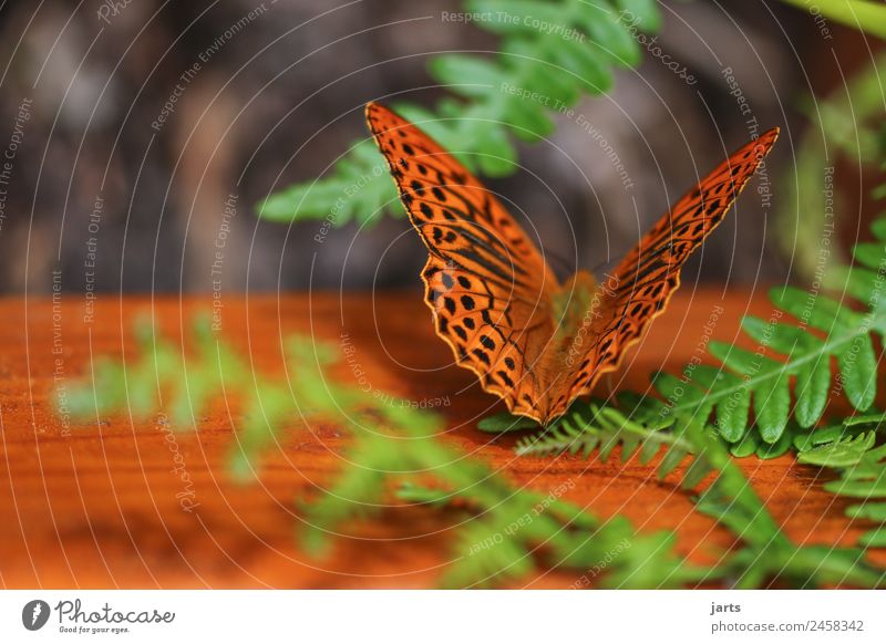 kaisermantel auf einer bank Pflanze Tier Sommer Farn Wald Schmetterling 1 sitzen ästhetisch schön natürlich orange Natur Kaisermantel Bank Farbfoto