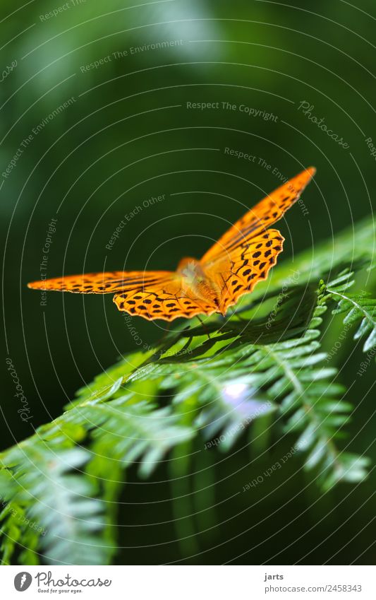 kaisermantel Sommer Schönes Wetter Farn Wald Wildtier Schmetterling 1 Tier sitzen elegant schön natürlich grün orange Natur Kaisermantel Farbfoto Außenaufnahme