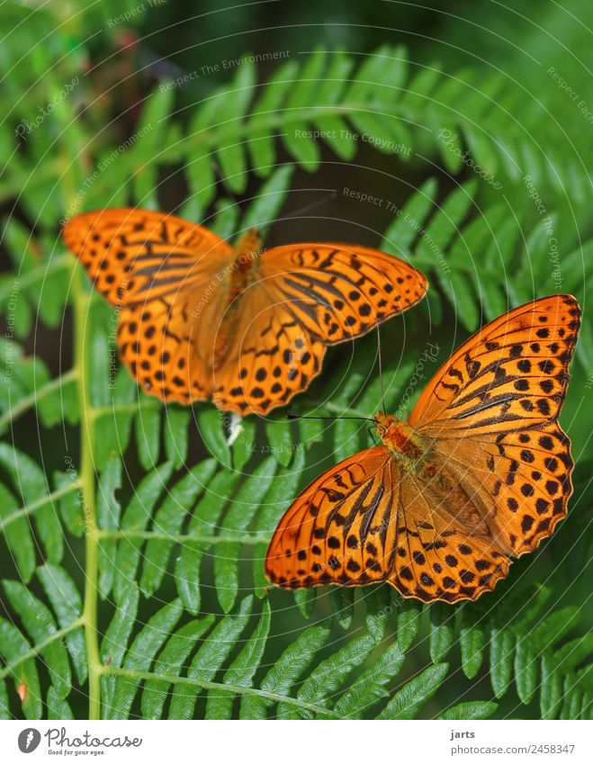 zusammen Natur Pflanze Tier Sommer Schönes Wetter Farn Wald Wildtier Schmetterling 2 Tierpaar frei schön Farbfoto Außenaufnahme Nahaufnahme Menschenleer