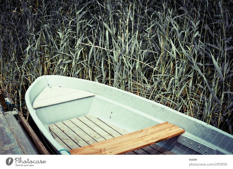 Boot Umwelt Natur Sommer Wetter Küste Seeufer Ruderboot Wasserfahrzeug Holz liegen Schilfrohr Steg Einsamkeit Fischerboot friedlich grün Pflanze Farbfoto