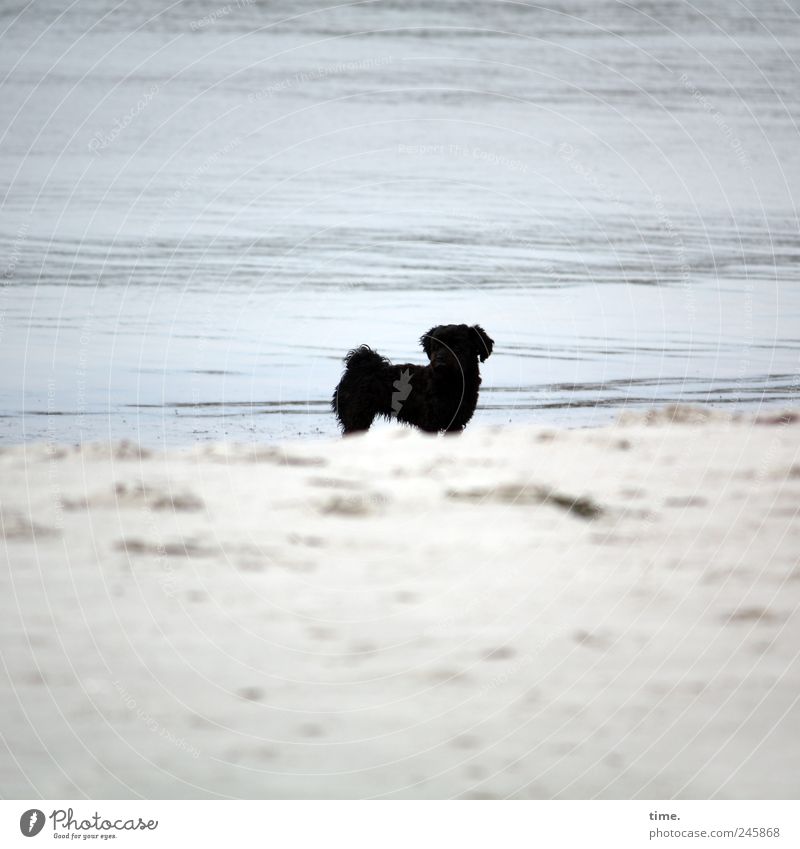 Black Fiffi (looking for a girlfriend) Umwelt Natur Wasser Sommer Ostsee Tier Haustier Hund 1 ästhetisch Zufriedenheit Einsamkeit elegant Mittelpunkt Strand