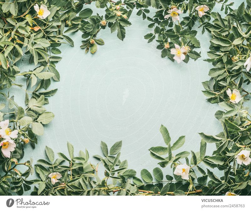 Hintergrund mit weißen Hagebutten Heckenrosen Rahmen Stil Design Gesundheit Behandlung Alternativmedizin Gesunde Ernährung Sommer Natur Pflanze Rose Blatt Blüte