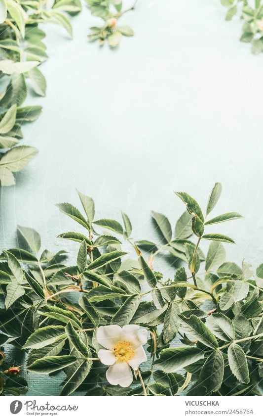 Weiße Heckenrose oder Hagebutte Hintergrund Stil Design Gesundheit Behandlung Alternativmedizin Gesunde Ernährung Sommer Natur Pflanze Blume Rose Blatt Blüte