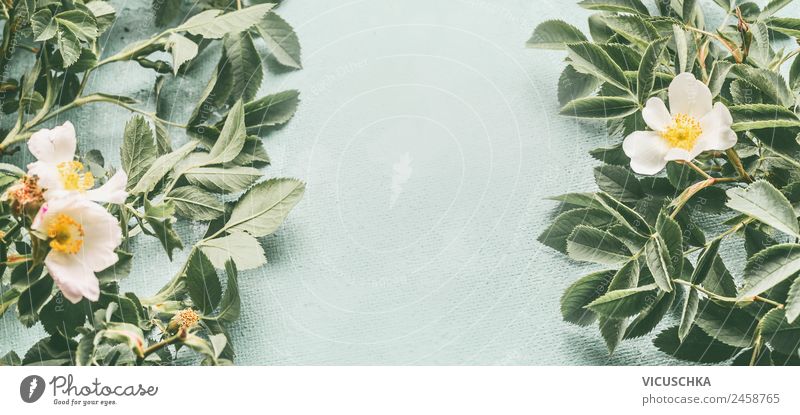 Hagebutte mit weißen Blüten Stil Design Gesundheit Alternativmedizin Sommer Natur Pflanze Blume Hintergrundbild Hundsrose Heilpflanzen Farbfoto Studioaufnahme
