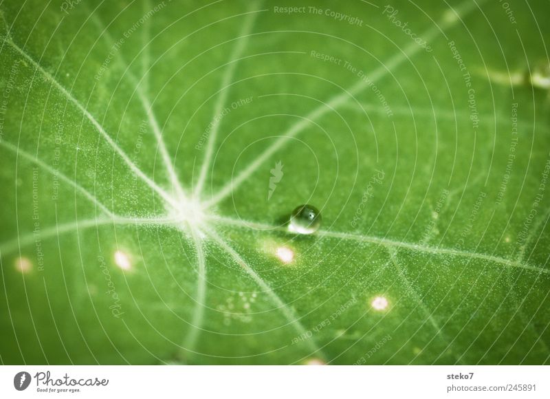 Ziel verfehlt Wassertropfen Blatt grün Lebensfreude Mittelpunkt ruhig Wachstum Tau Blattadern rein Farbfoto Makroaufnahme Menschenleer Textfreiraum oben