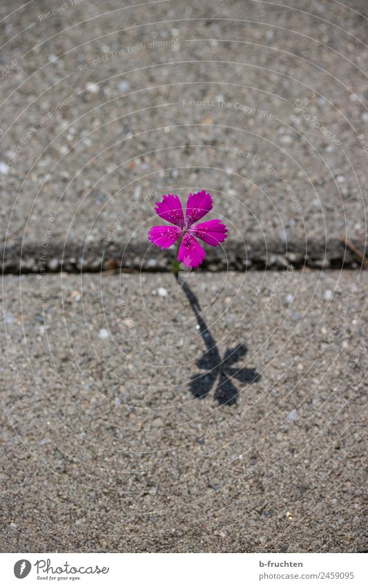 einsames Blümchen Blume Blüte Platz Mauer Wand Straße Wege & Pfade entdecken elegant frisch einzigartig Einsamkeit Betonplatte Wachstum einzeln Farbfoto