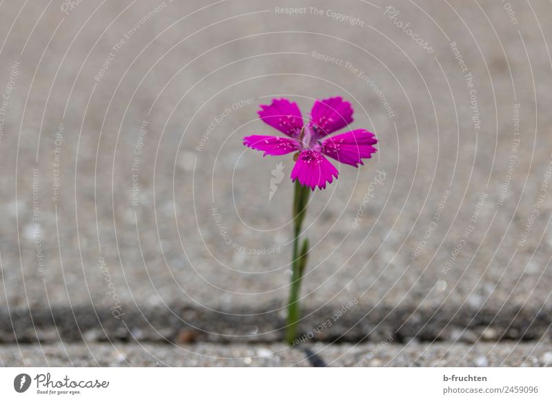 Pinkes Blümchen in einer Pflastersteinspalte Sommer Pflanze Blume Blüte Park Mauer Wand Beton stehen Wachstum frei Neugier violett rosa entdecken Stadt