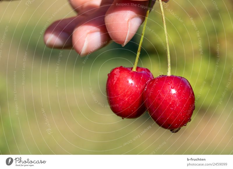 Kirschen Lebensmittel Frucht Bioprodukte Gesunde Ernährung Hand Finger Sommer festhalten frisch Garten pflücken lecker Süßwaren Farbfoto Außenaufnahme