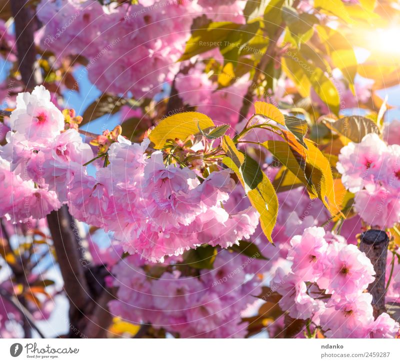 blühender Zweig einer rosa Kirsche Garten Natur Pflanze Baum Blume Blüte Park Blühend frisch natürlich weich Frühling Sakura Hintergrund Ast Überstrahlung