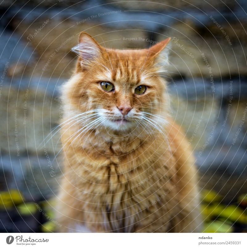 traurige, flauschige, rote Katze Tier Haustier lustig niedlich gelb Traurigkeit orange Hintergrund heimisch reizvoll lügen fluffig Ingwer Beautyfotografie jung