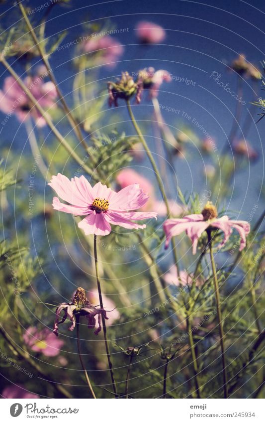 Carmen Natur Pflanze Sommer Schönes Wetter Blume Garten Wiese Duft schön blau rosa Froschperspektive Blütenblatt blütenblattartig Stengel Farbfoto Außenaufnahme