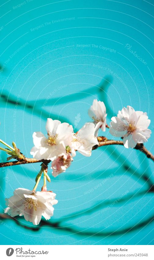 Kirschblüten Natur Pflanze Himmel Schönes Wetter Baum Blume Garten Park Fröhlichkeit frisch blau weiß Farbfoto Außenaufnahme Textfreiraum oben Tag