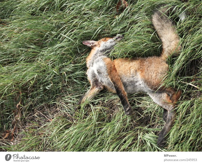 der schläft nur... Natur Pflanze Tier Gras Verkehrsunfall Wildtier Totes Tier 1 authentisch grün rot Fuchs Fuchsschwanz Tod liegen Unfallgefahr Unfalltod