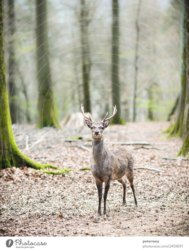 young male sika deer (lat. cervus nippon) Natur Wald Tier 1 stehen braun animal antlers cute dof dreamy forest head low Malediven mammal shy Single standing