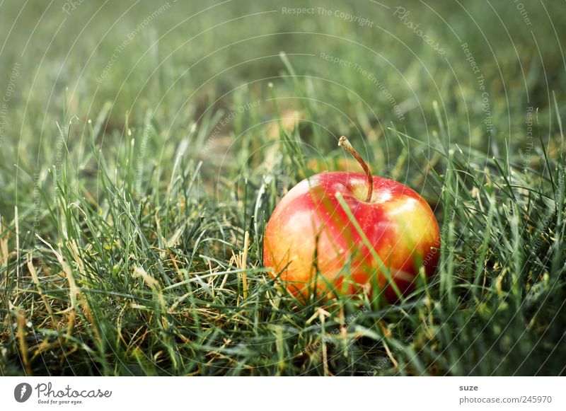 Der Apfel fiel recht weit vom Stamm Lebensmittel Frucht Ernährung Vegetarische Ernährung Gras Wiese liegen authentisch Freundlichkeit natürlich saftig süß grün