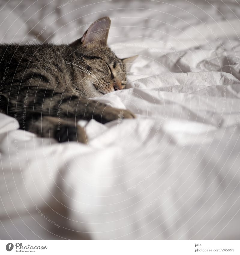 döserle Tier Haustier Katze Tiergesicht Pfote 1 genießen liegen schlafen Farbfoto Innenaufnahme Menschenleer Textfreiraum unten Tag Tierporträt