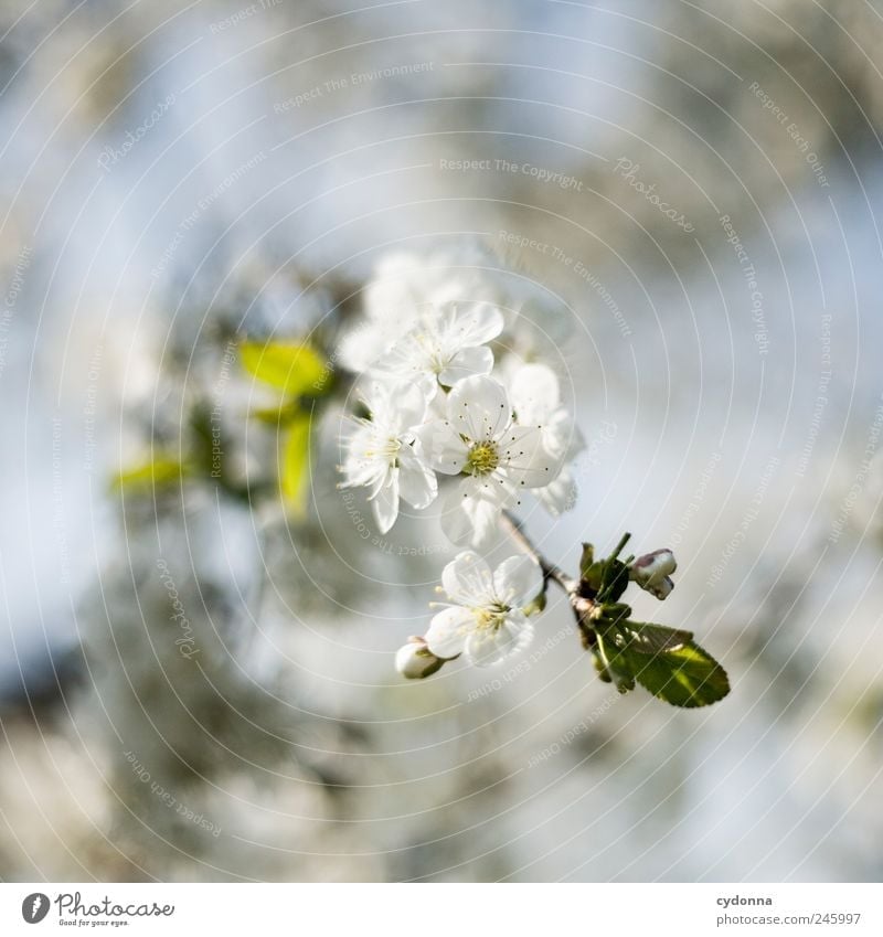Zarte Blüten Umwelt Natur Frühling Pflanze Baum Garten ästhetisch einzigartig entdecken Erwartung Freiheit Glück Idylle Leben Neugier ruhig schön träumen