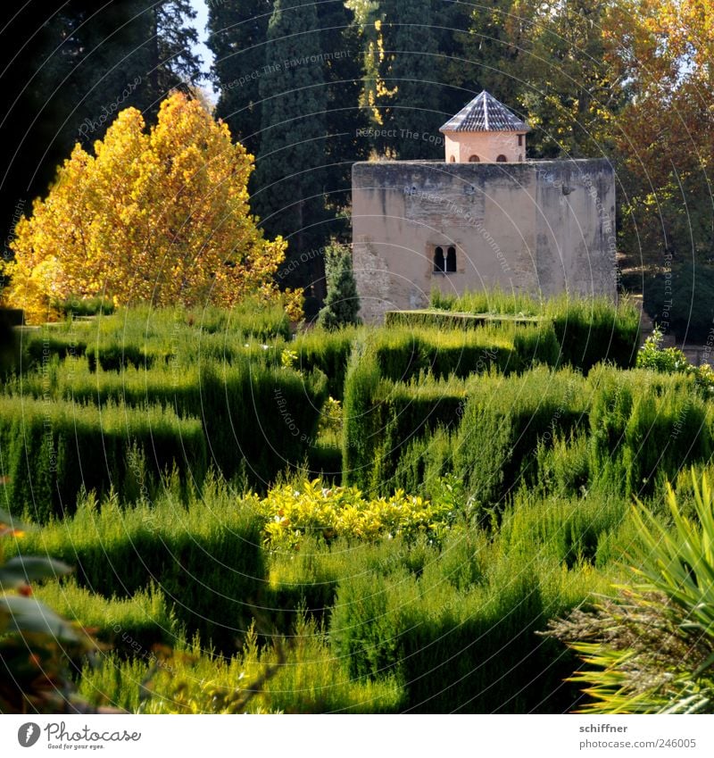 Gärtner im Urlaub Pflanze Schönes Wetter Baum Sträucher Garten Park Wachstum ästhetisch Alhambra Andalusien Granada Gartenbau Gebäude Herbst Herbstfärbung