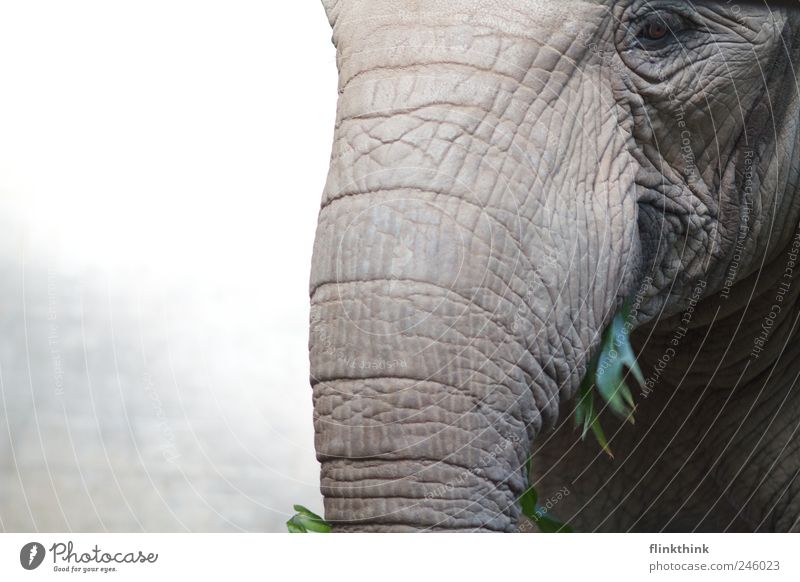 Mahlzeit Tier Wildtier Zoo Elefant Elefantenhaut Elefantenrüssel Rüssel Nase 1 Fressen füttern Hautfalten Runzeln Farbfoto Textfreiraum links Abend Blick