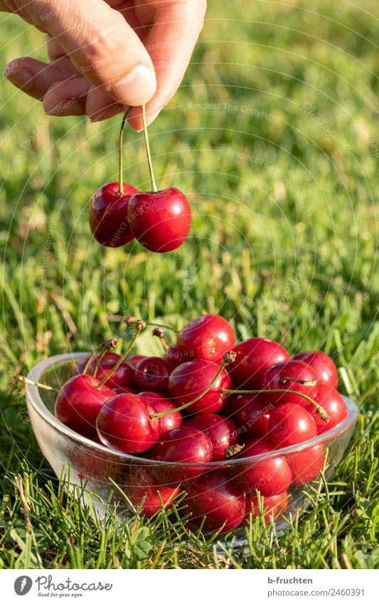 Frische Kirschen Lebensmittel Frucht Picknick Bioprodukte Schalen & Schüsseln Mann Erwachsene Finger Sommer Garten berühren festhalten frisch Gesundheit grün