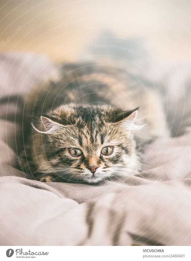 Junge Sibirische Katze jagt Lifestyle Häusliches Leben Tier Haustier Design Kitten langhaarig Rassekatze Jagd Spielen Tierjunges Farbfoto Innenaufnahme