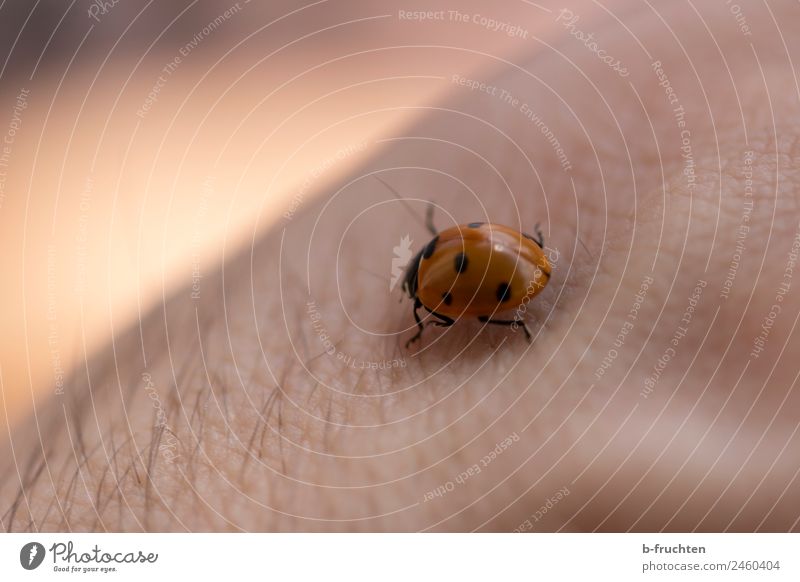 Marienkäfer Mann Erwachsene Haut Arme Käfer beobachten berühren Bewegung krabbeln Punkt Glücksbringer Natur Garten schön ruhig Farbfoto Außenaufnahme