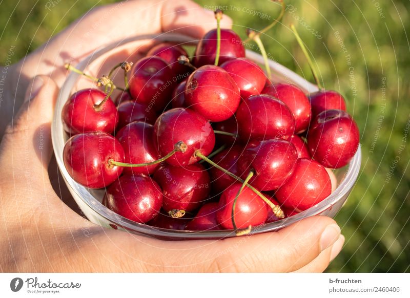 eine Schüssel voller Kirschen Lebensmittel Frucht Bioprodukte Schalen & Schüsseln Glas Hand Sommer Garten festhalten rot fruchtig Ernte viele Farbfoto