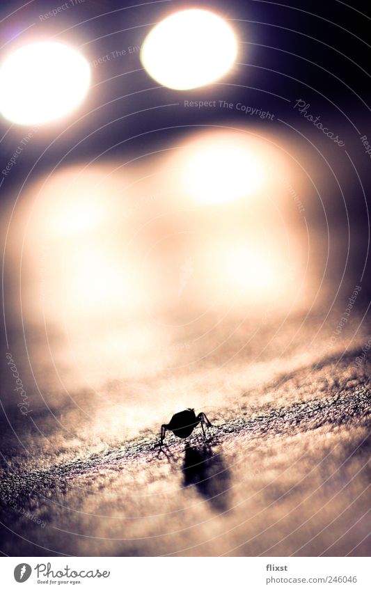 Geisterfahrer Sommer Käfer 1 Tier Angst gefährlich Kampfstellung Farbfoto Außenaufnahme Textfreiraum oben Textfreiraum Mitte Kunstlicht Silhouette Gegenlicht