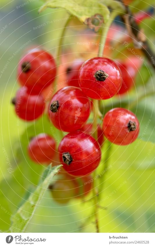 Rote Johannisbeere Lebensmittel Frucht Bioprodukte Sommer Pflanze Nutzpflanze Garten frisch saftig rot Blüte Johannisbeerstrauch Johannisbeeren Wachstum Ernte