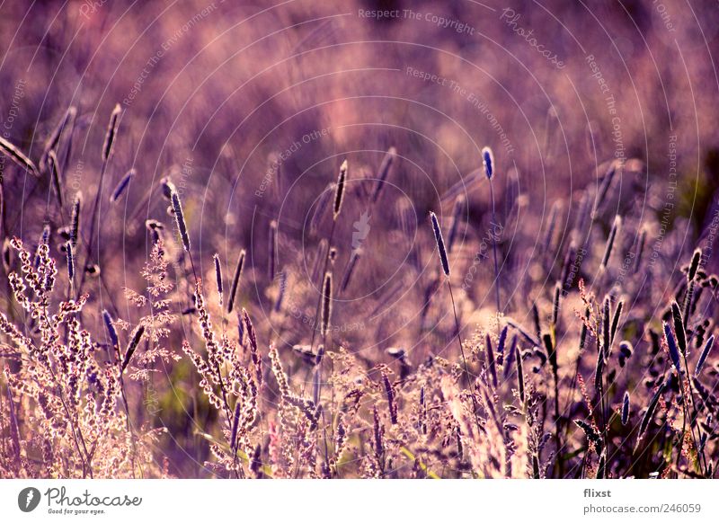 purple summer Landschaft Sommer Schönes Wetter Sträucher Feld Zufriedenheit Optimismus träumen Farbfoto Außenaufnahme Textfreiraum oben Tag Dämmerung Gegenlicht