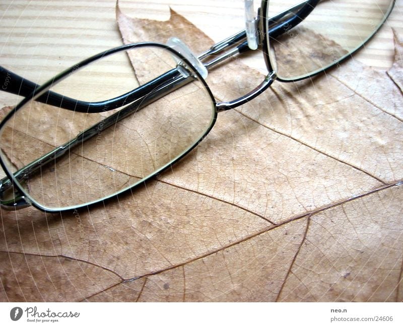 Herbstbrille Natur Baum Blatt Brille Holz natürlich braun intellektuell Brillengestell Ahorn Farbfoto Innenaufnahme Tag Licht
